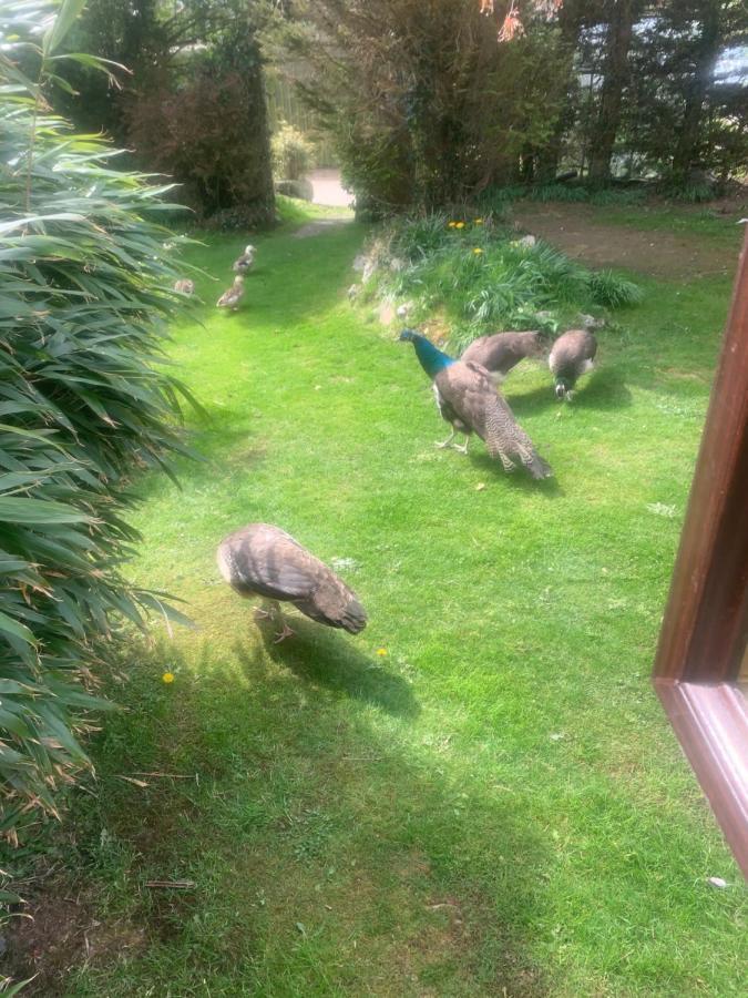 Heathergate Cottage Dartmoor BnB Lydford Buitenkant foto
