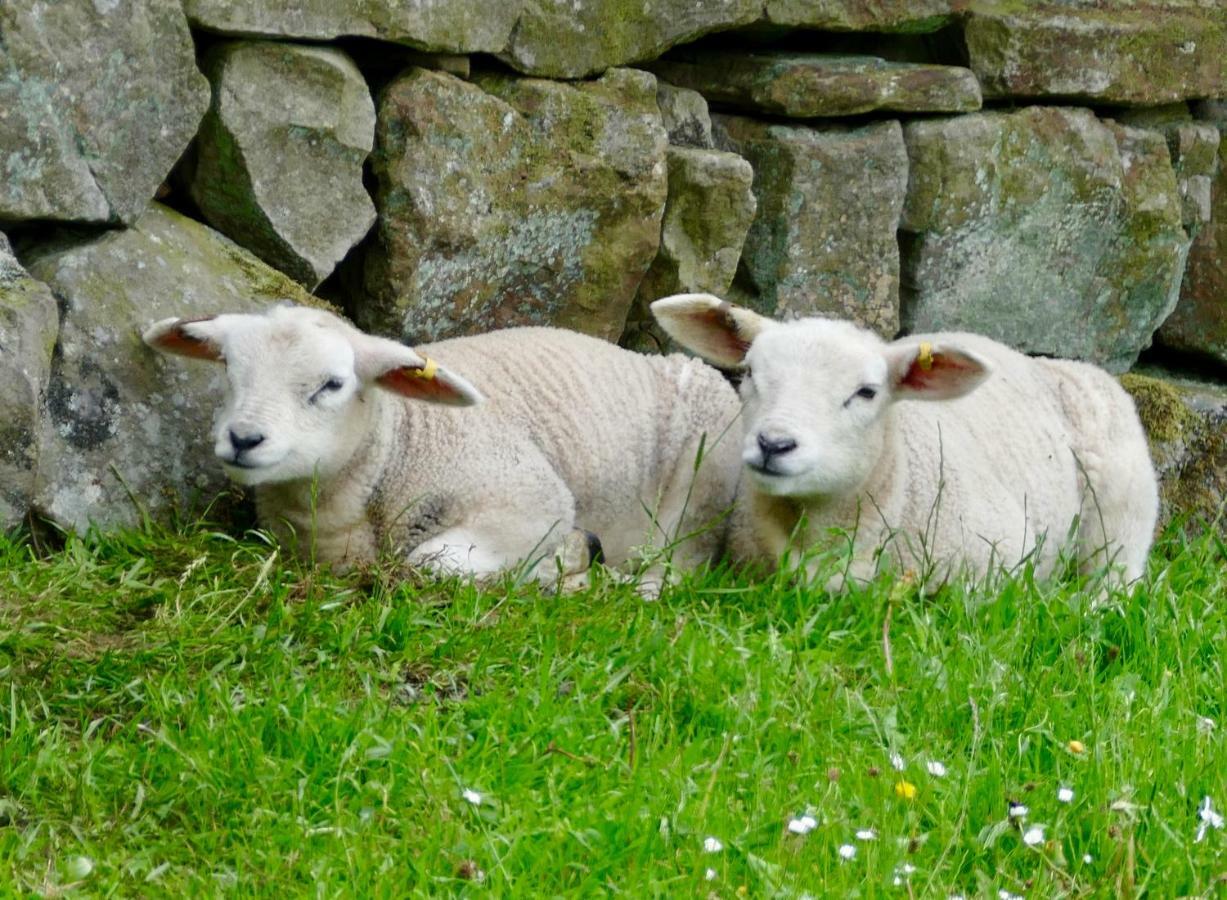 Heathergate Cottage Dartmoor BnB Lydford Buitenkant foto