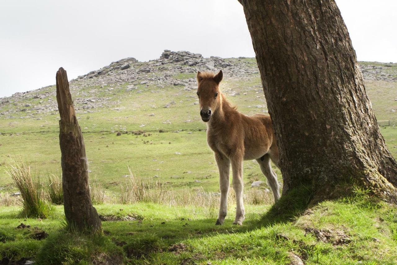 Heathergate Cottage Dartmoor BnB Lydford Buitenkant foto
